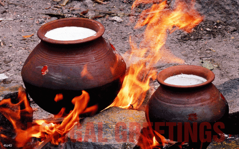 Happy Pongal