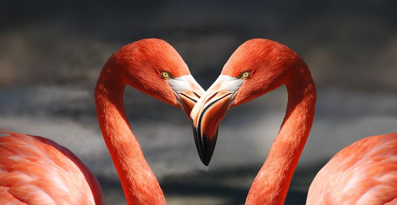 Happy Valentine's Day 2022 Best SMS, greetings