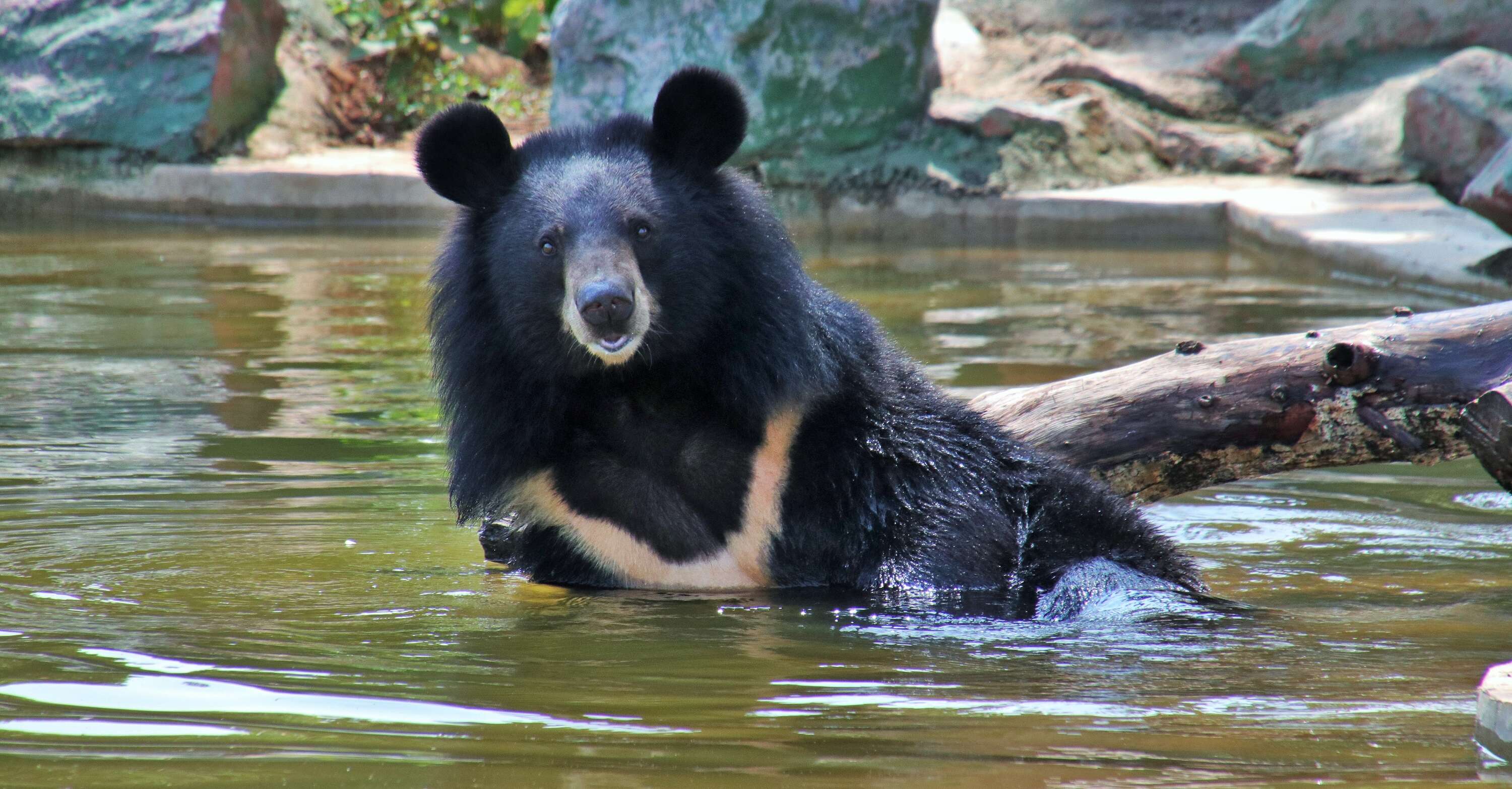 a bear enjoys in the waterbody inside its enclosure