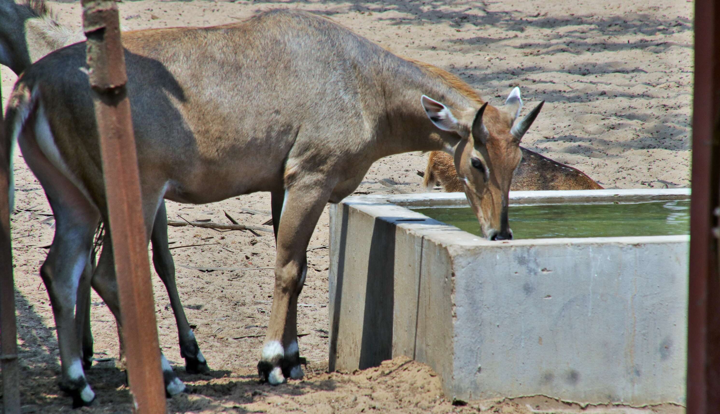 cold drinking water provided to animals inside their enclosures