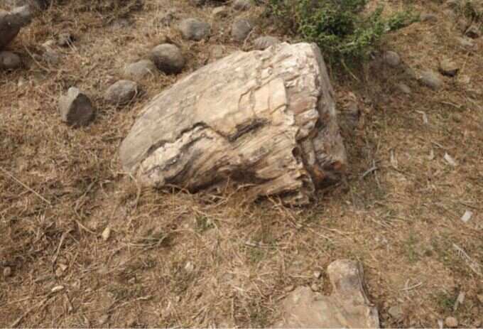 fossil