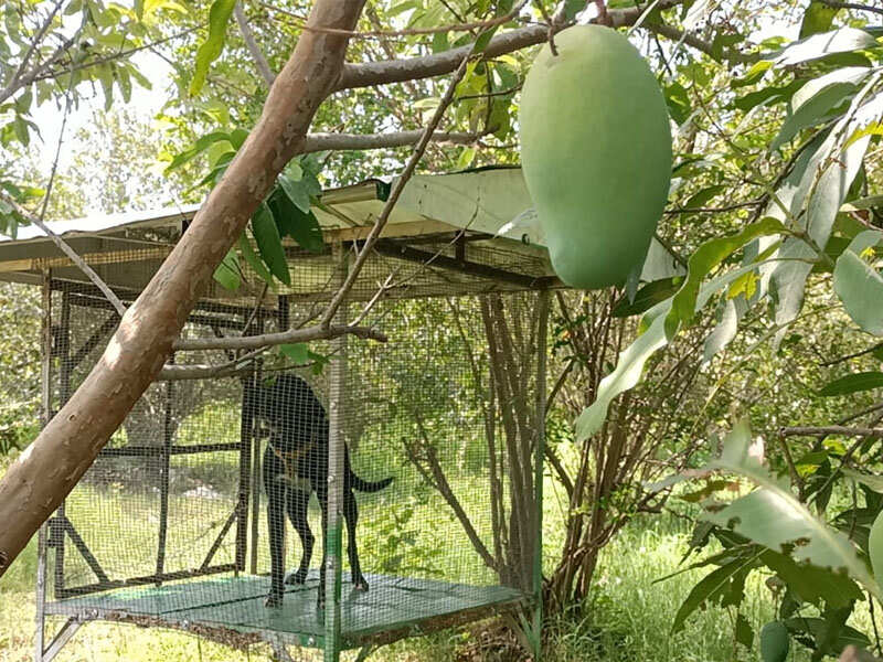 mango1