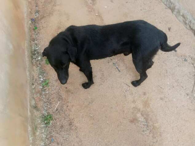 Outrage as youths beat dog to death