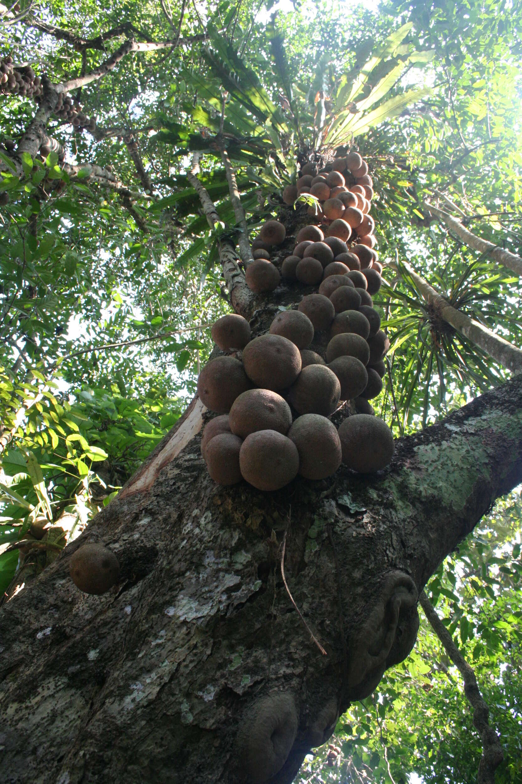Nandini Velho Picture 5-pakke 038