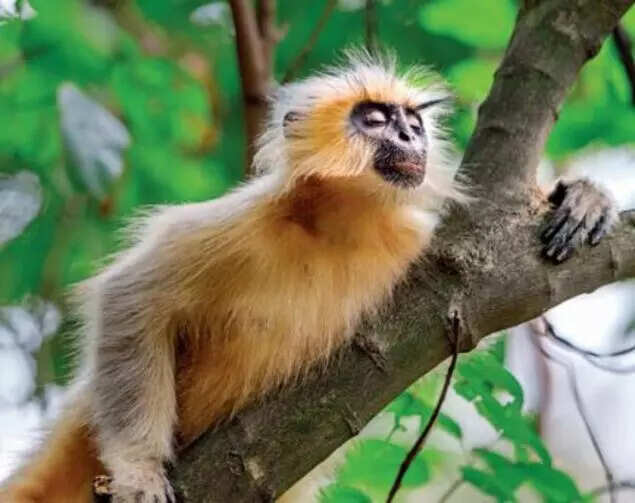 langur