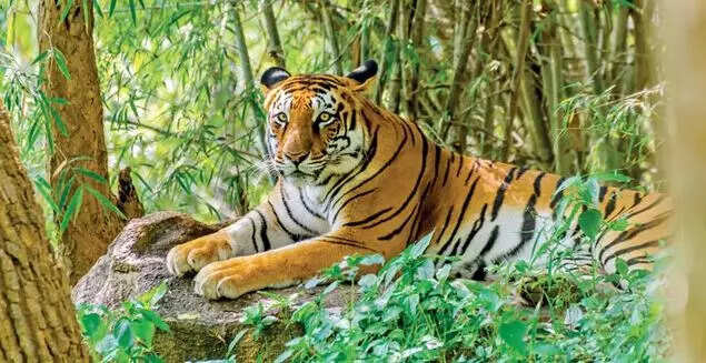 tiger222