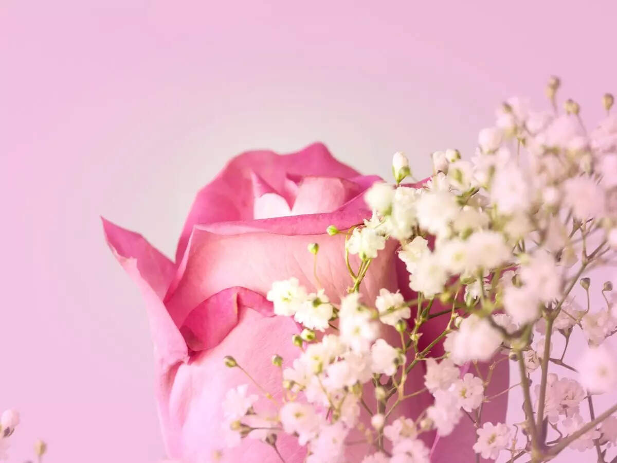 Happy Rose Day Quotes, Wishes