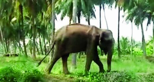 Foresters may tranquilize makhna to treat wounds