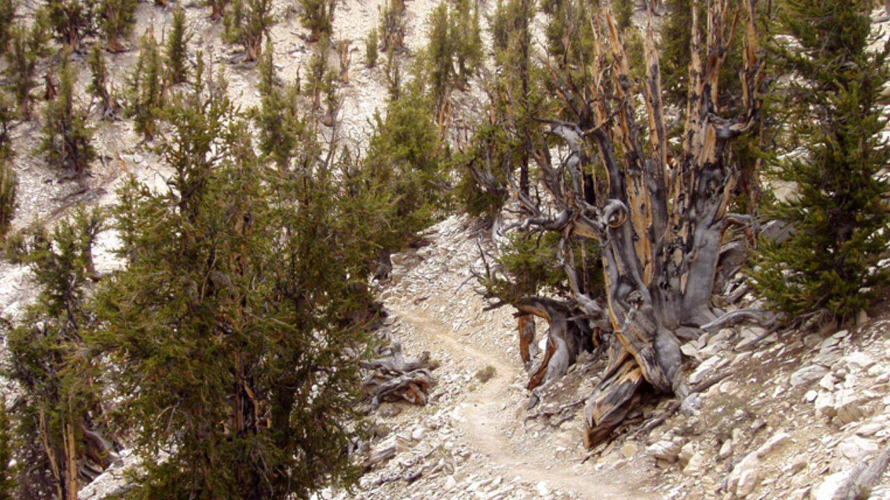 Ancient Bristlecone Pine Forest <br>