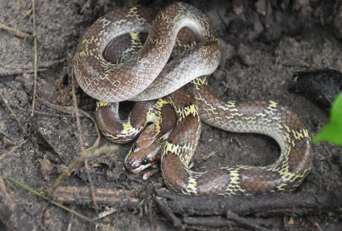 What to do if you find a snake in your home this monsoon in Jaipur ...