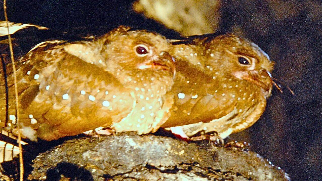 How oilbirds from a cave in Venezuela travelled far from their usual roost