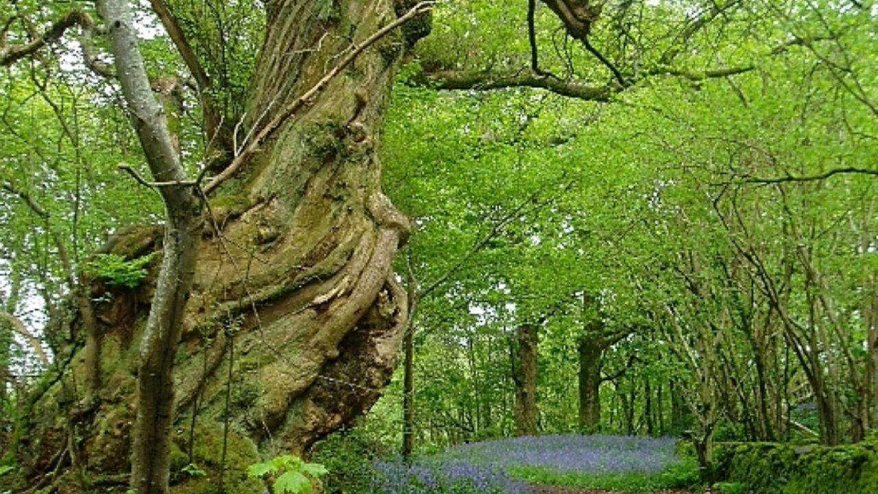<br>Comparison between the newly planted woodland with ancient woodland