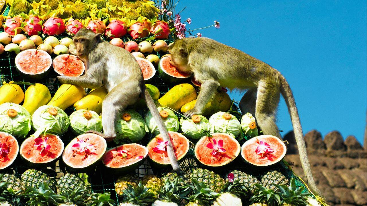 Monkey at thailand