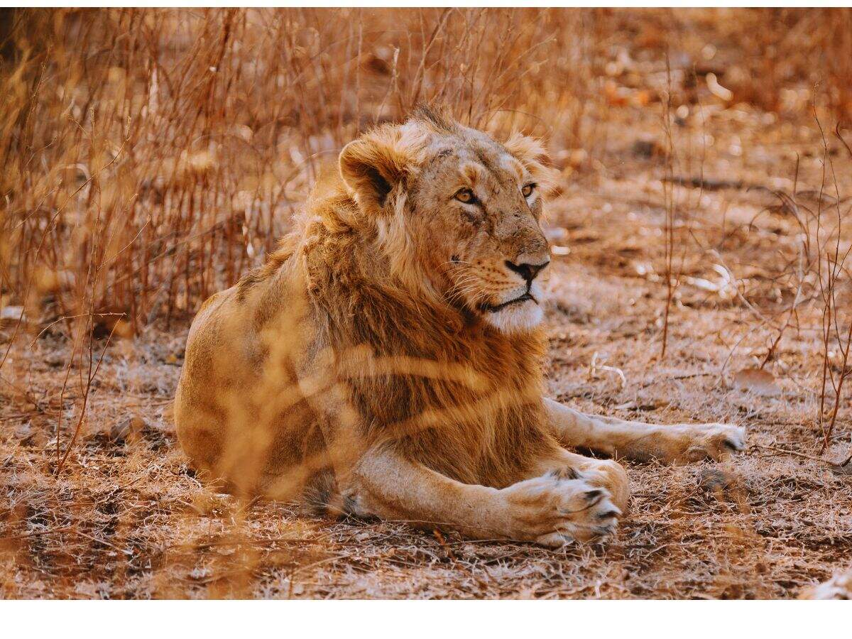 Lions