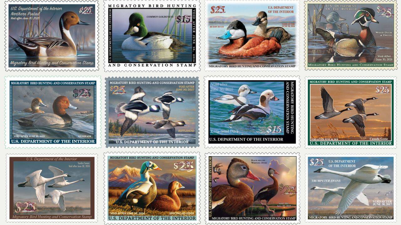 How the 1934 $1 Duck Stamp began protecting wetlands