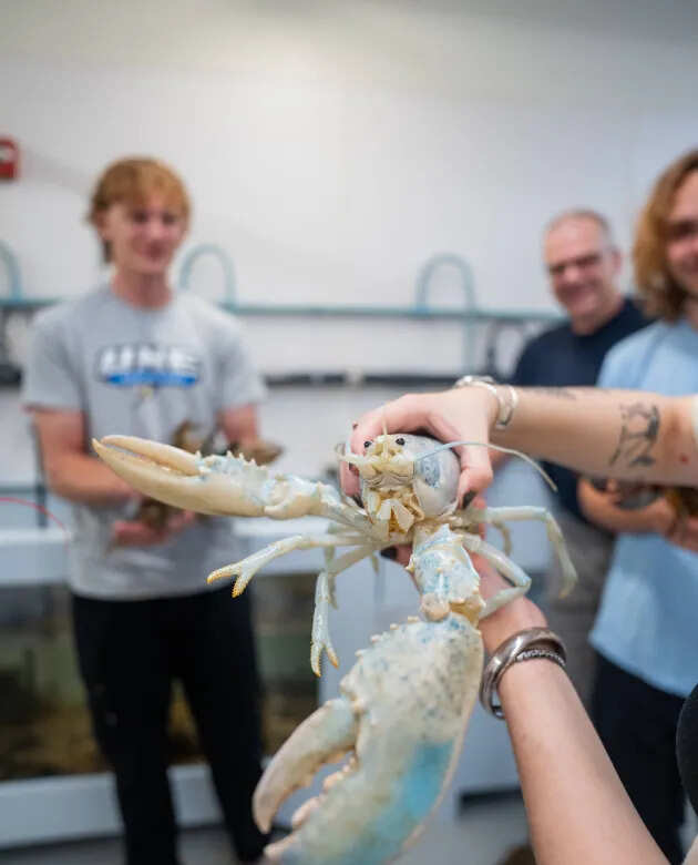 Casper joins other rare-colored lobsters as scientists investigate the genetics behind their striking colors.