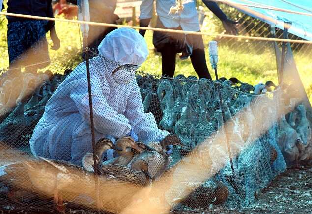 A veterinary treating the ducks in Kerala. (Credits: ANI)