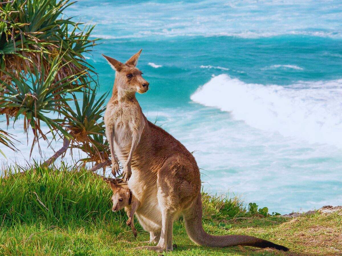 Kangaroo island australia