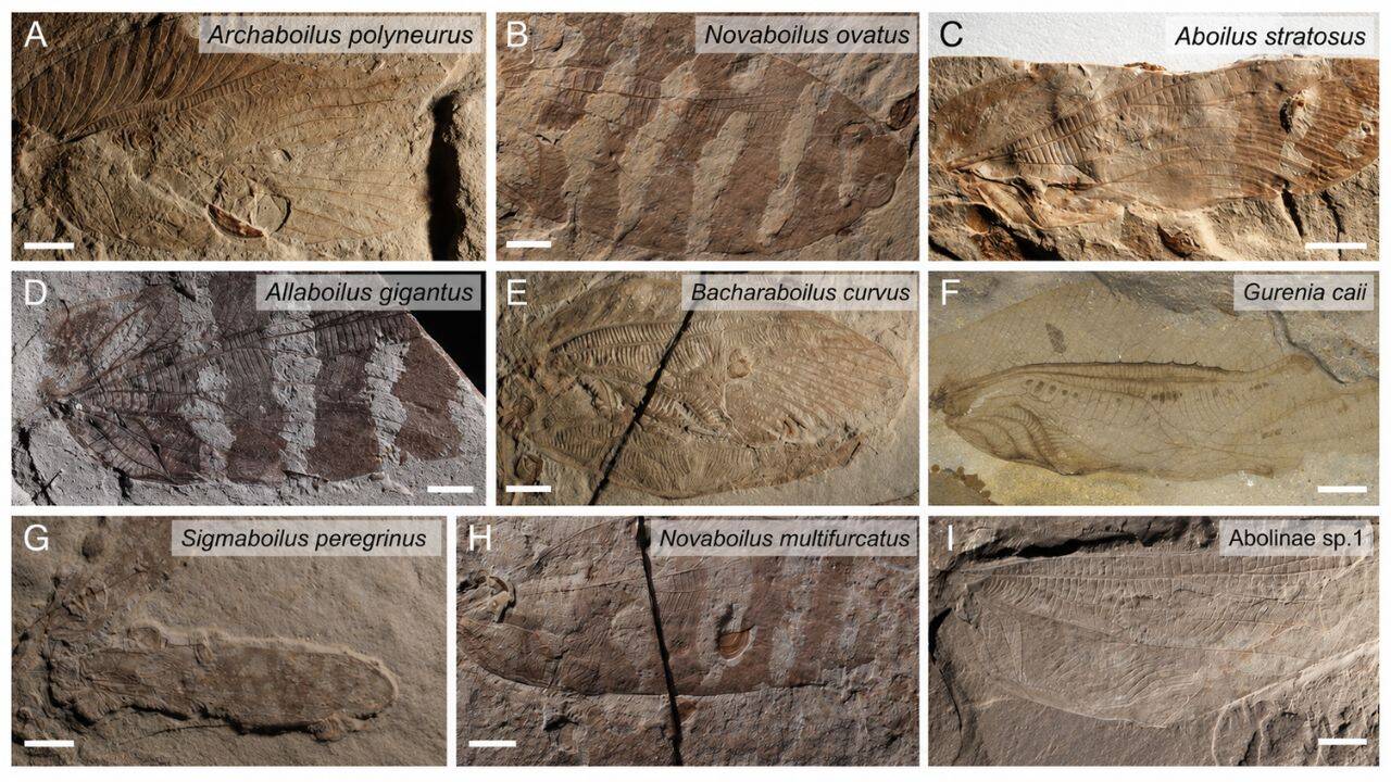 How did Thorin Jonsson use ancient insect wings to recreate Jurassic sounds