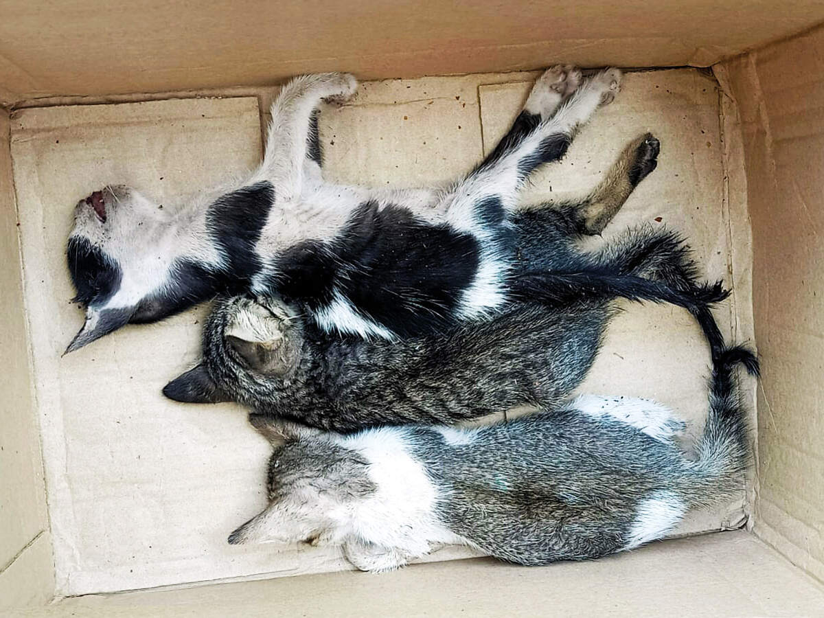 animal cruelty South Bombay drug store owner chucks cats