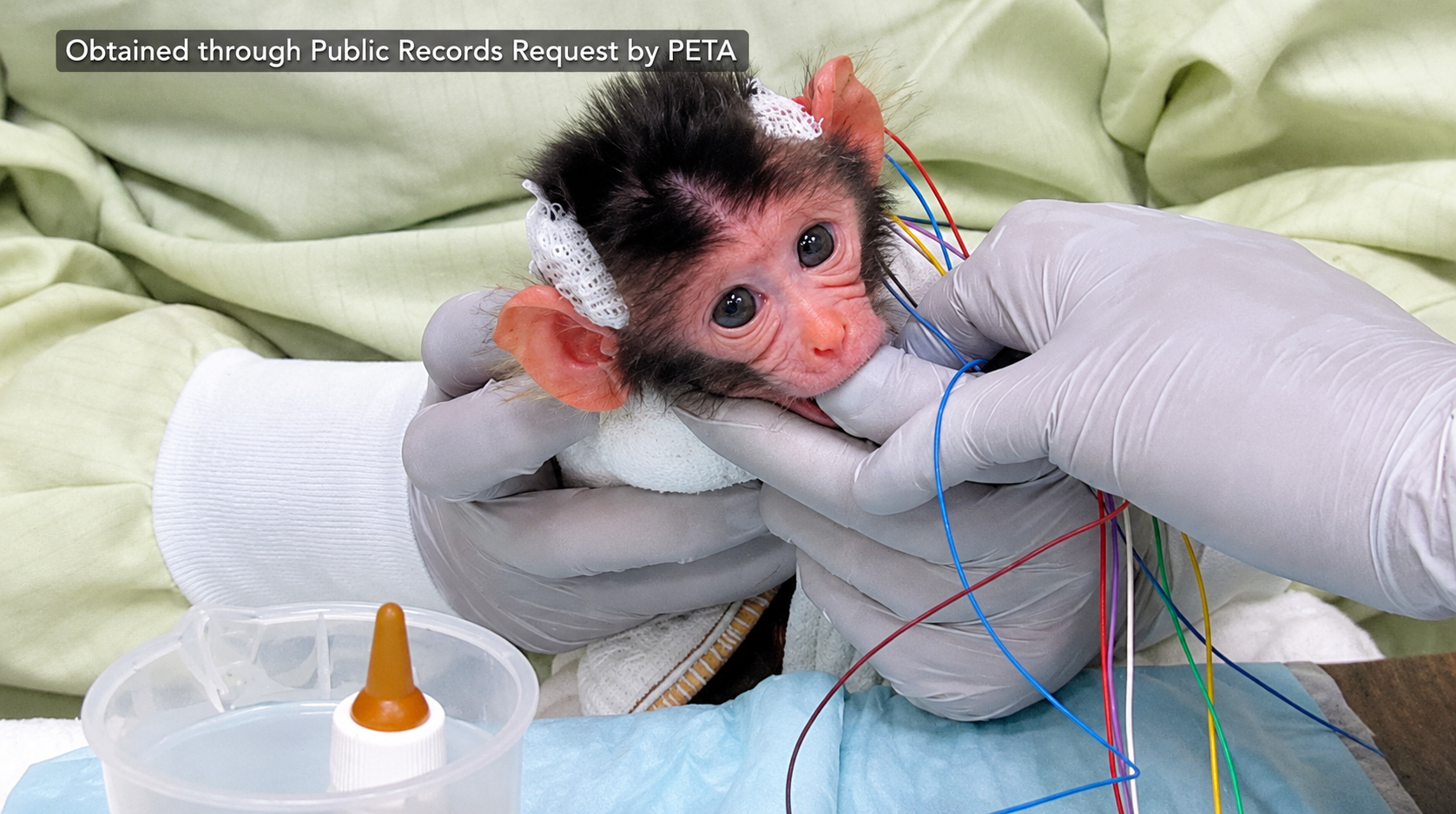Disturbing Video Shows Baby Monkeys Tormented in Experiments