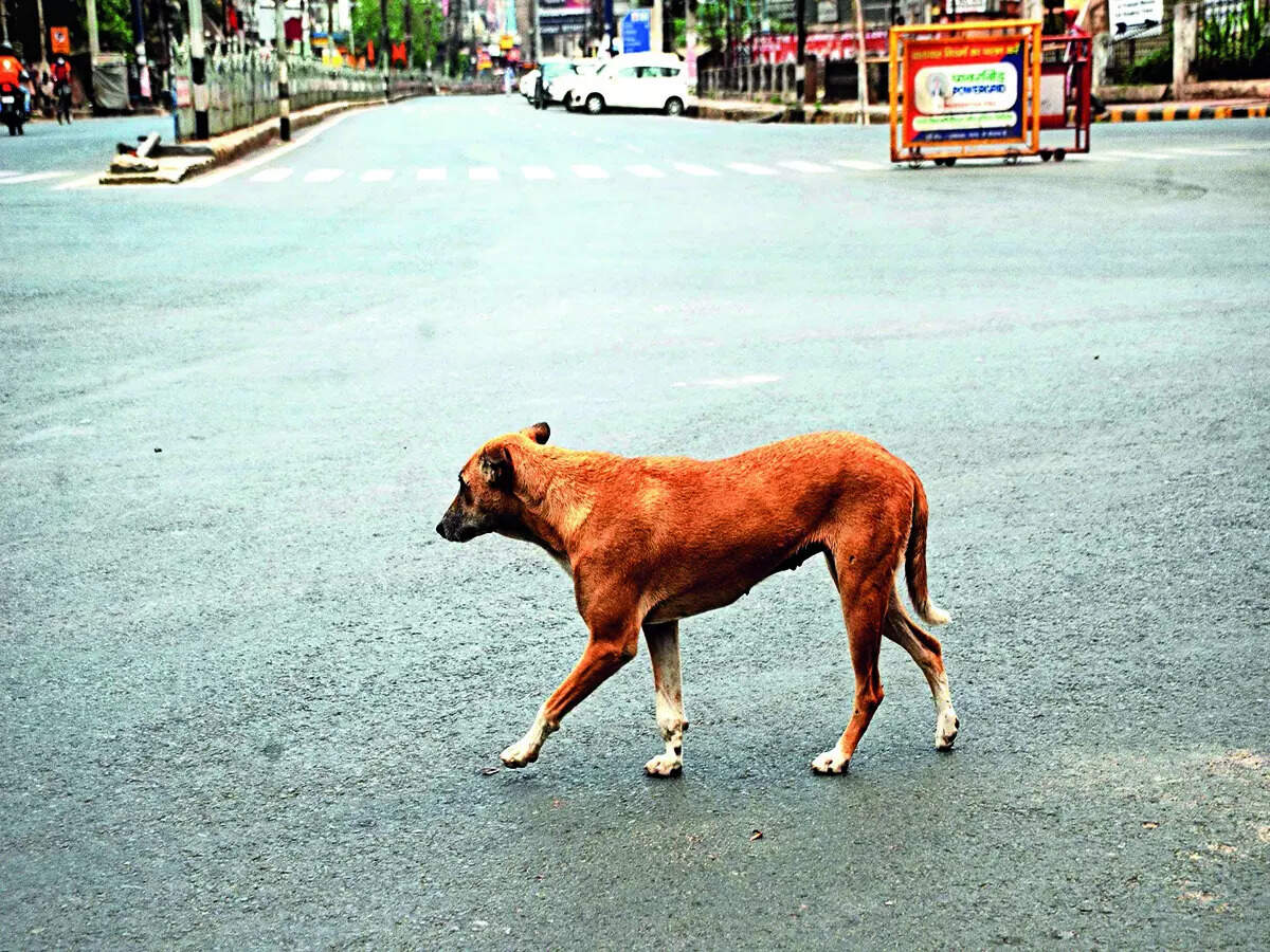 Dog with a broken bone