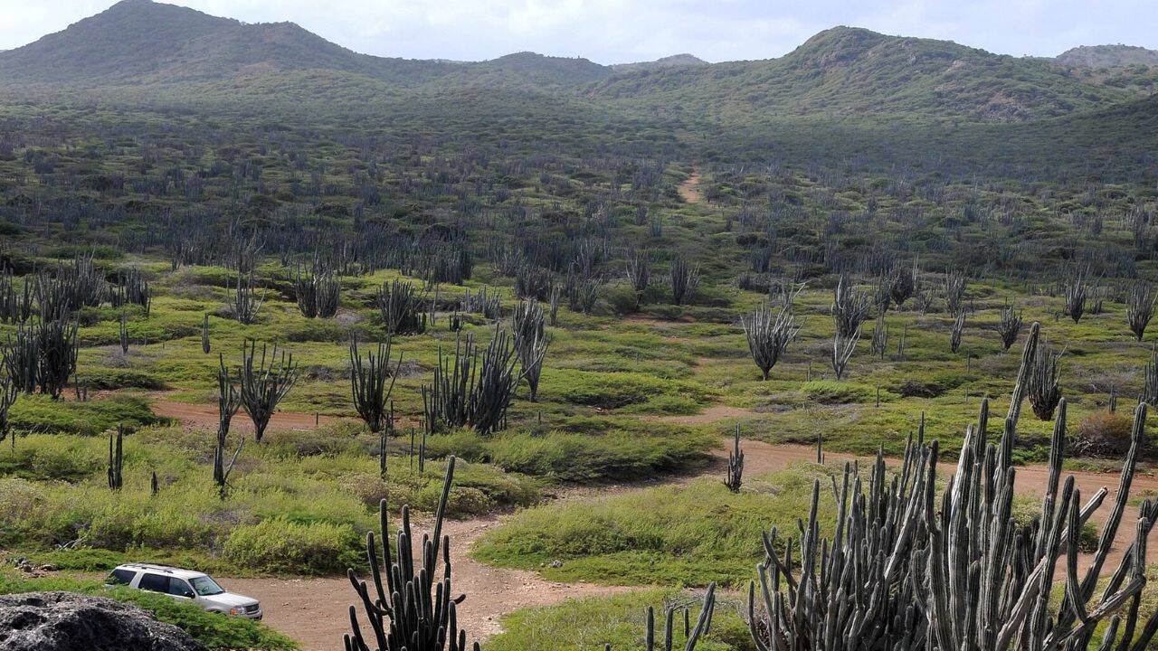 How did removing goats help Bonaire’s dry forests recover