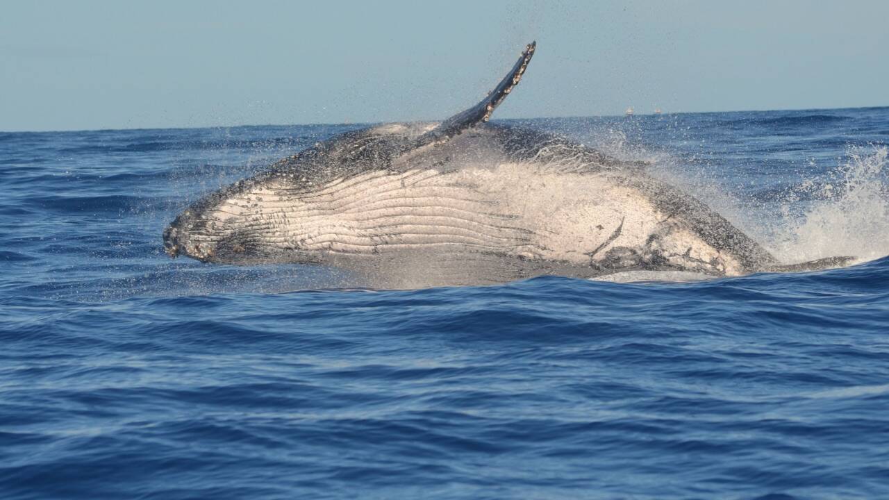 <br>Hundreds of baby whales have died off the coast of Argentina this year, and scientists are now scrambling to understand what is killing the young calves in one of the world’s most important whale nurseries