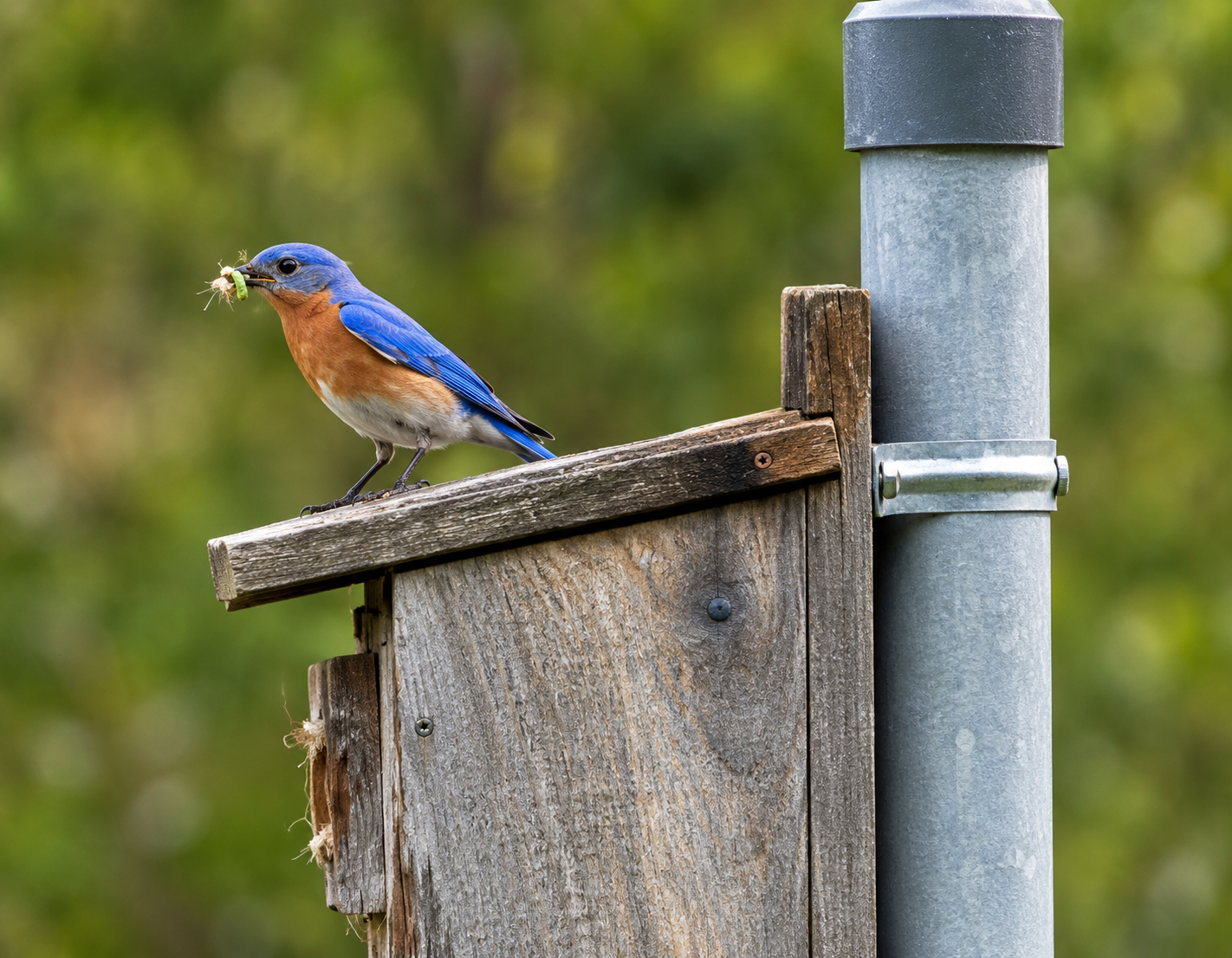 The 44-acre restoration changed more than the landscape (Image: Harwich Conservation Trust)<br>