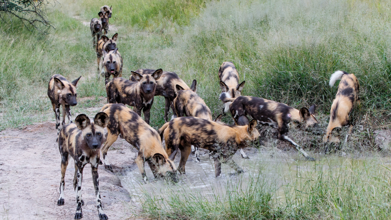 Represent<u>​</u>ative Image of African Wild Dogs  <br>