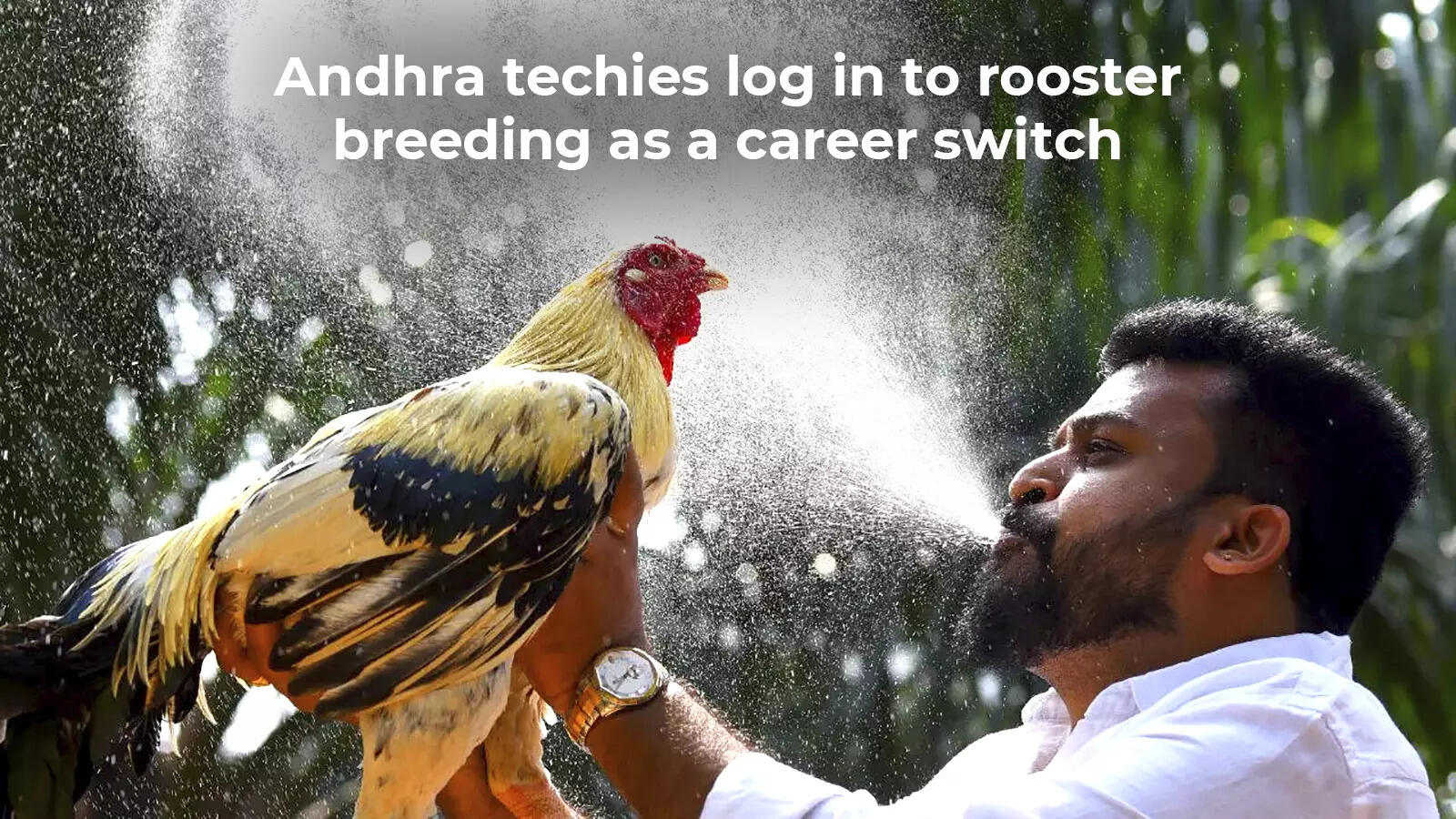 Andhra techies log in to rooster breeding as a career switch | India News -  Times of India