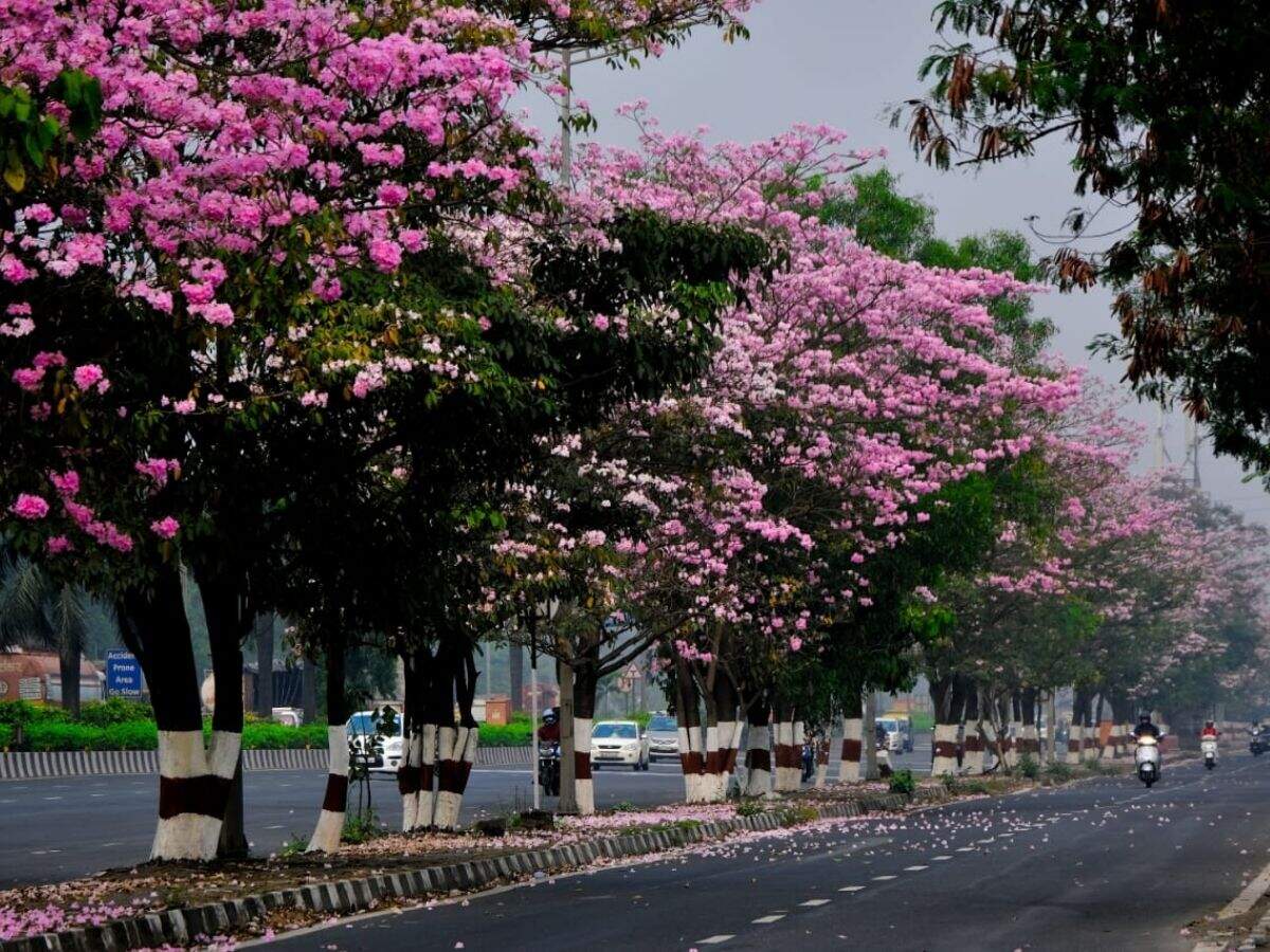 Photos Mumbai gets its very own cherry blossom season
