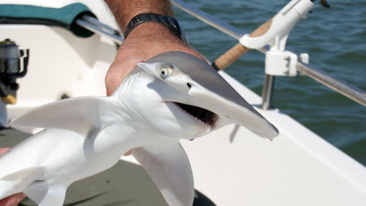 ​<strong>Warm ocean waters bring rare, giant fish to Southern California</strong>​