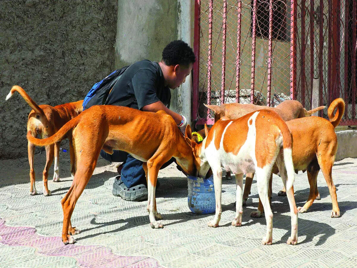 After stray dog attack, BBMP ramps up rabies control