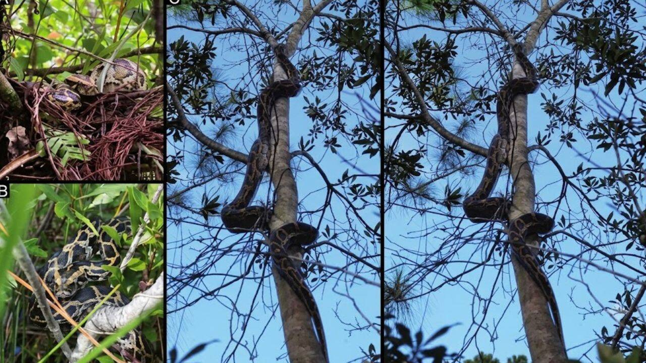 How often did adult and juvenile Burmese pythons use arboreal habitat<br>