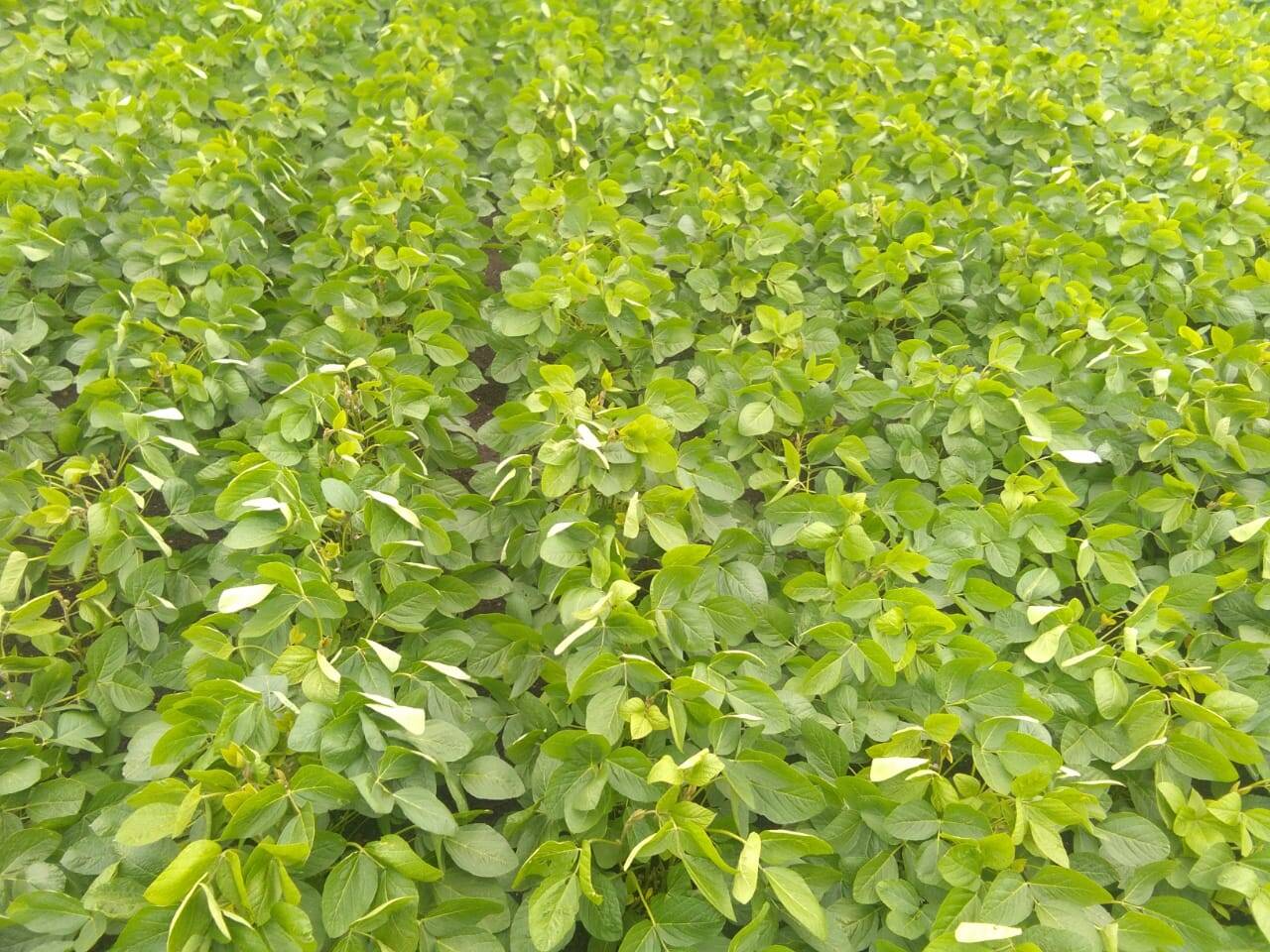 bengal-gram-yield-per-acre-bestcatteryinfo