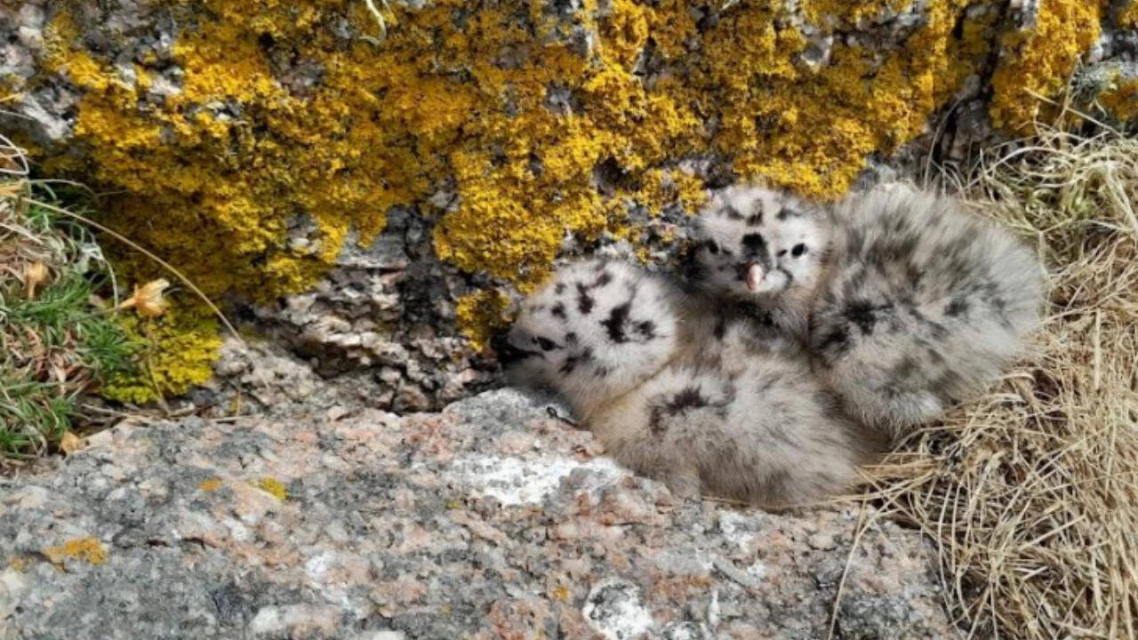 Lesser black-backed gull chick at a coastal sub-colony on Gugh