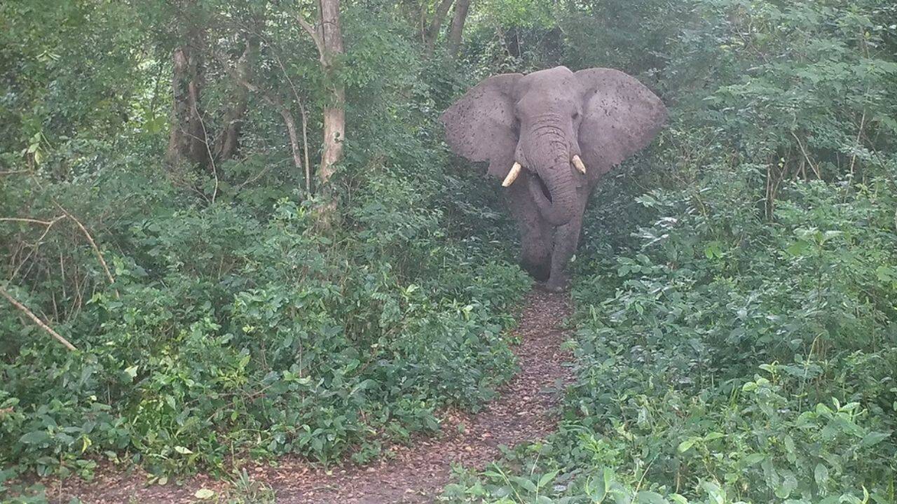 How 100,000 native trees helped restore the landscape for the elephants
