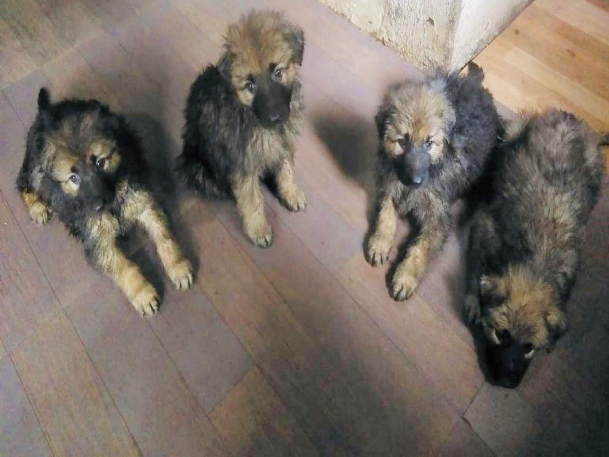 Mahim residents give away three German Shepherds to the Mumbai Police