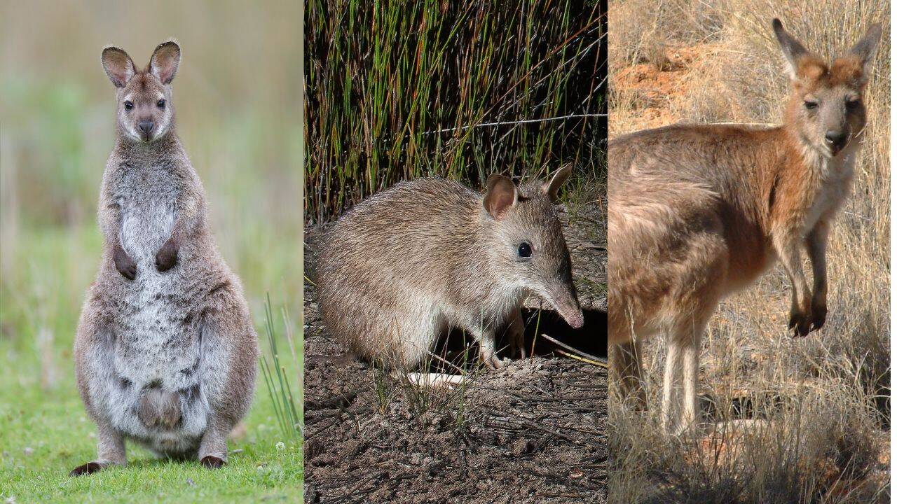 The programme covered animals other than kangaroos