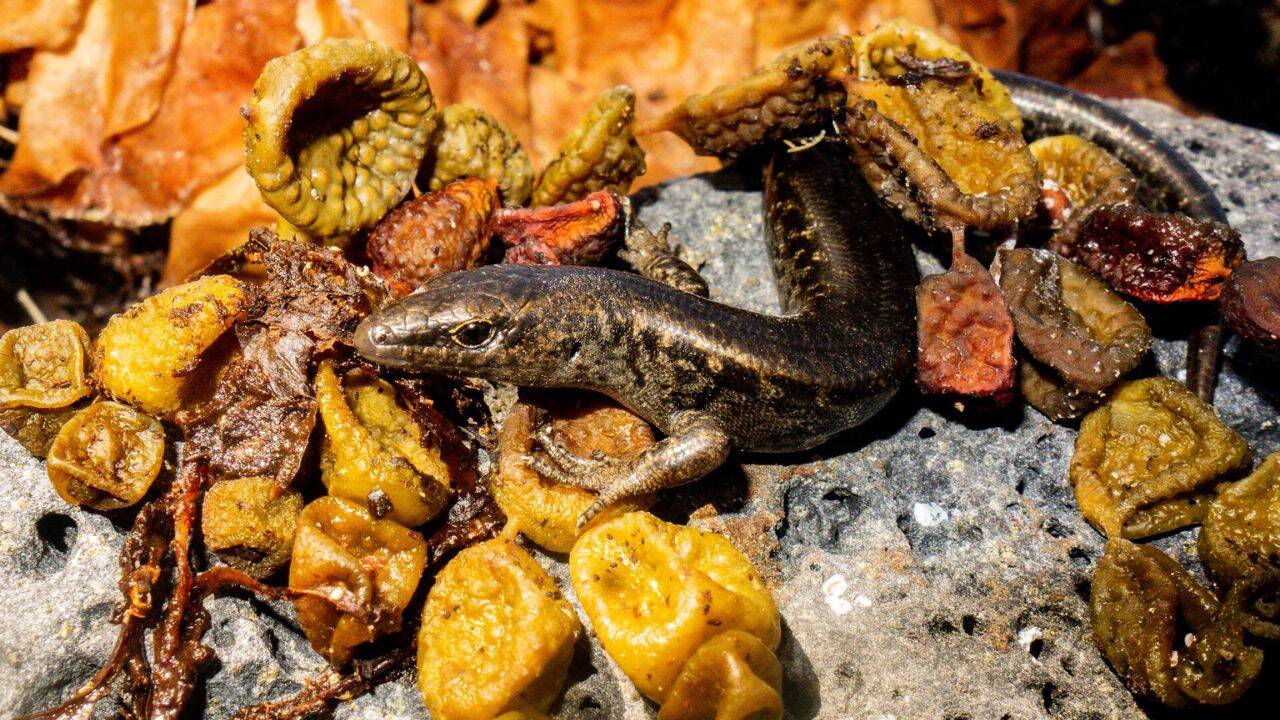 What happened to the young skinks over time
