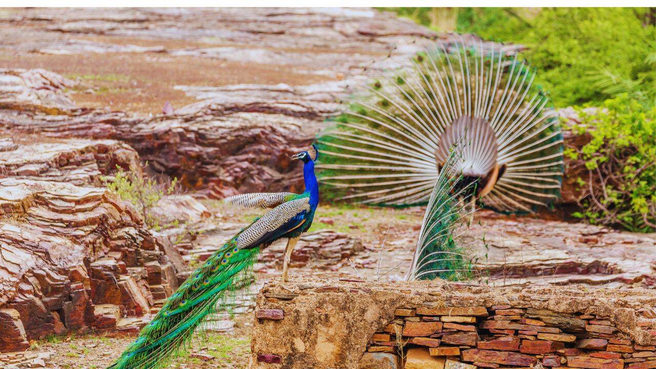 Sariska Tiger Reserve and Bird Sanctuary, Sariska, Rajasthan