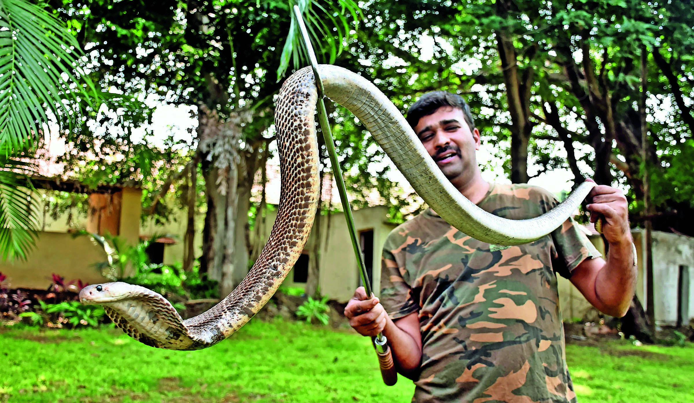 Rapid Rise of Human-Snake Conflicts in Bengaluru Due to Urban Development