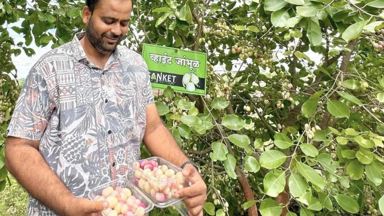 Apple-farming (Image credit: BetterIndia)