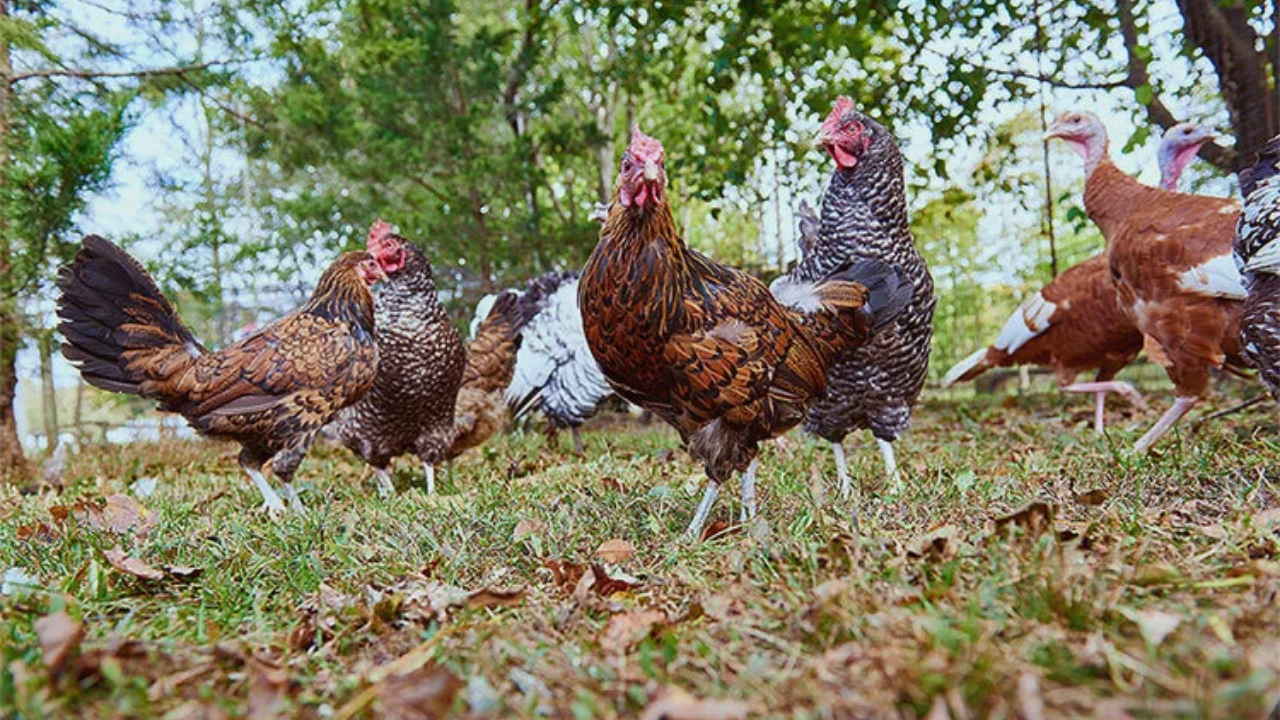Mama Farm runs a community-supported agriculture (CSA) programme through which members receive shares of the farm's produce<br>