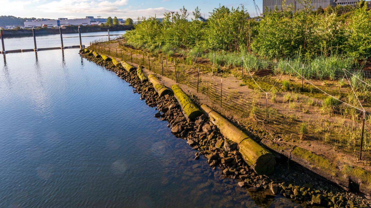 The Port of Seattle uses the logs along damaged shorelines<br>
