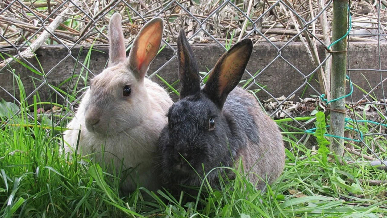 Enderby Island Rabbits in enclosure