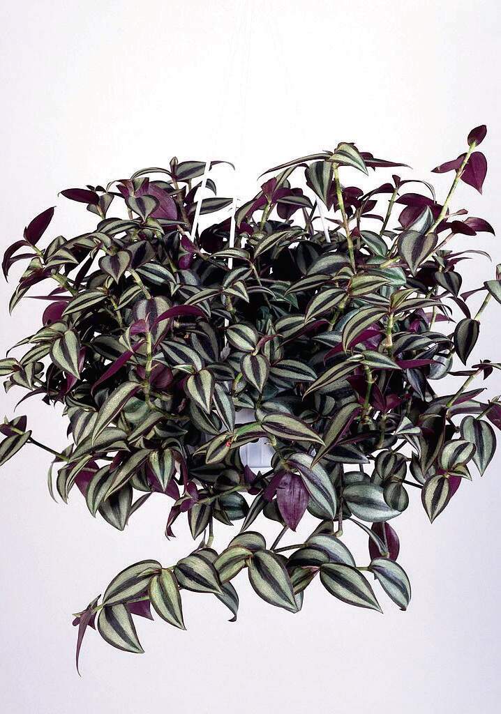 Wandering Jew