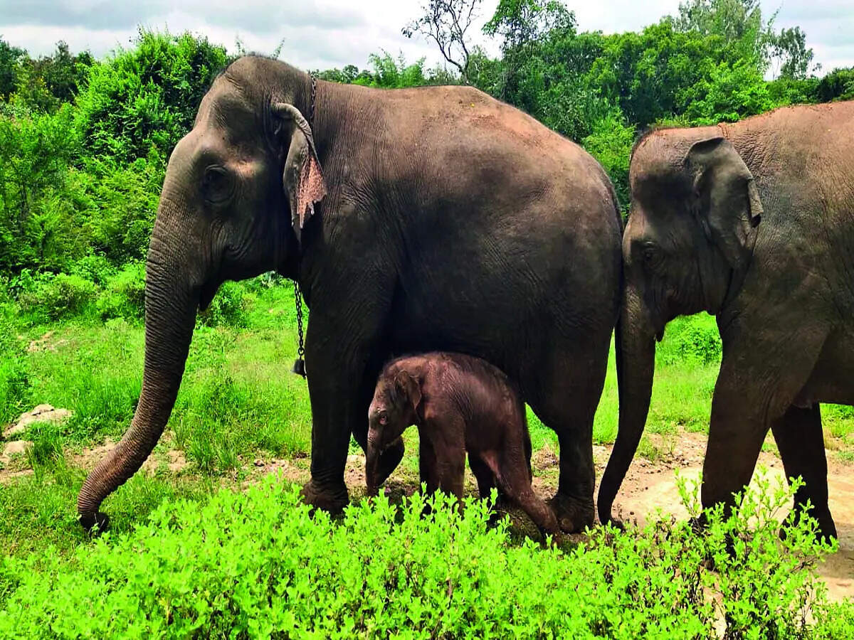 World Environment Day: Group raises alarm over elephant welfare at BBP
