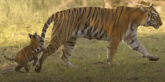 TOI’s Saving Our Stripes Campaign Culminates In A Tiger Tryst